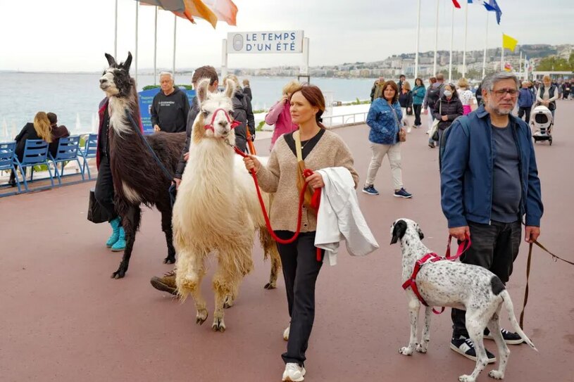 جشنواره پیاده روی حیوانات در جنوب فرانسه