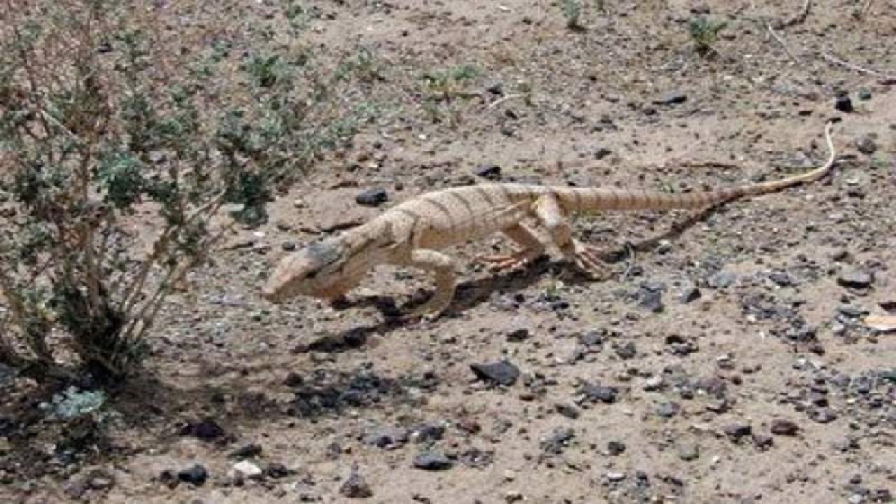 یک بزمجه با دستان محیطبانان نیکشهری به زیستگاه بازگشت