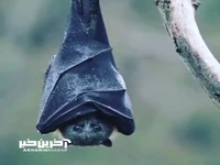 نمایی زیبا از یک خفاش پرنده در زیر باران