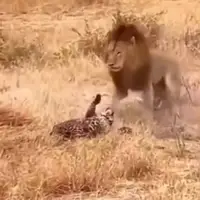 لحظه درگیری شیرها بر سر یک یوزپلنگ