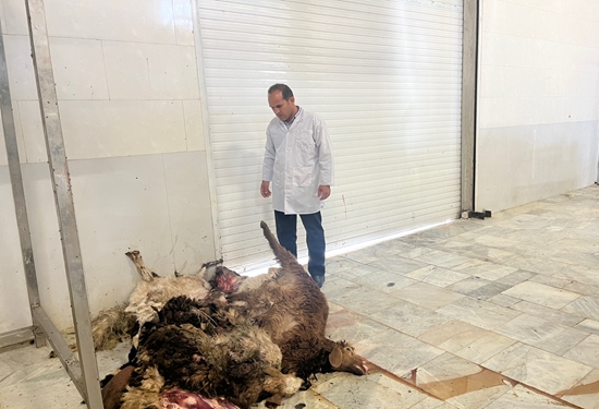 معدوم‌سازی لاشه 9 رأس گوسفند تلف‌شده در قاینات