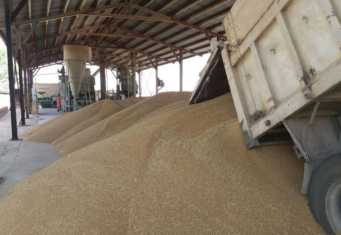 خرید تضمینی ۶۰ هزار تن گندم از کشاورزان فارس