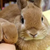 شیر خوردنِ زیبای بچه خرگوش ها