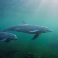 همکاری دلفین‌ها با ماهیگیران