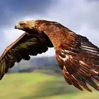 آزادسازی یک عقاب در ارتفاعات کوهستانی شاهو