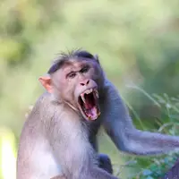 تصاویری دیدنی از قلدربازی میمون برای ۲ مار کبری