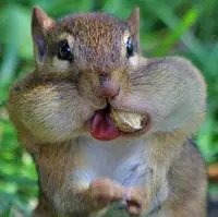 فندوق خوردنِ بامزه یک سنجاب