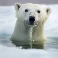صحنه‌ای پر بازدید از شیرجه بامزه خرس قطبی در آب