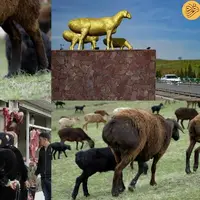گوسفند غول‌پیکری که در تاجیکستان مثل طلا باارزش است