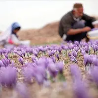 صادرات زعفران ایرانی با نام افغانستان!