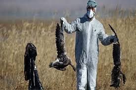 تمهدیدات لازم برای پیشگیری از شیوع بیماری پرندگان اتخاذ شود