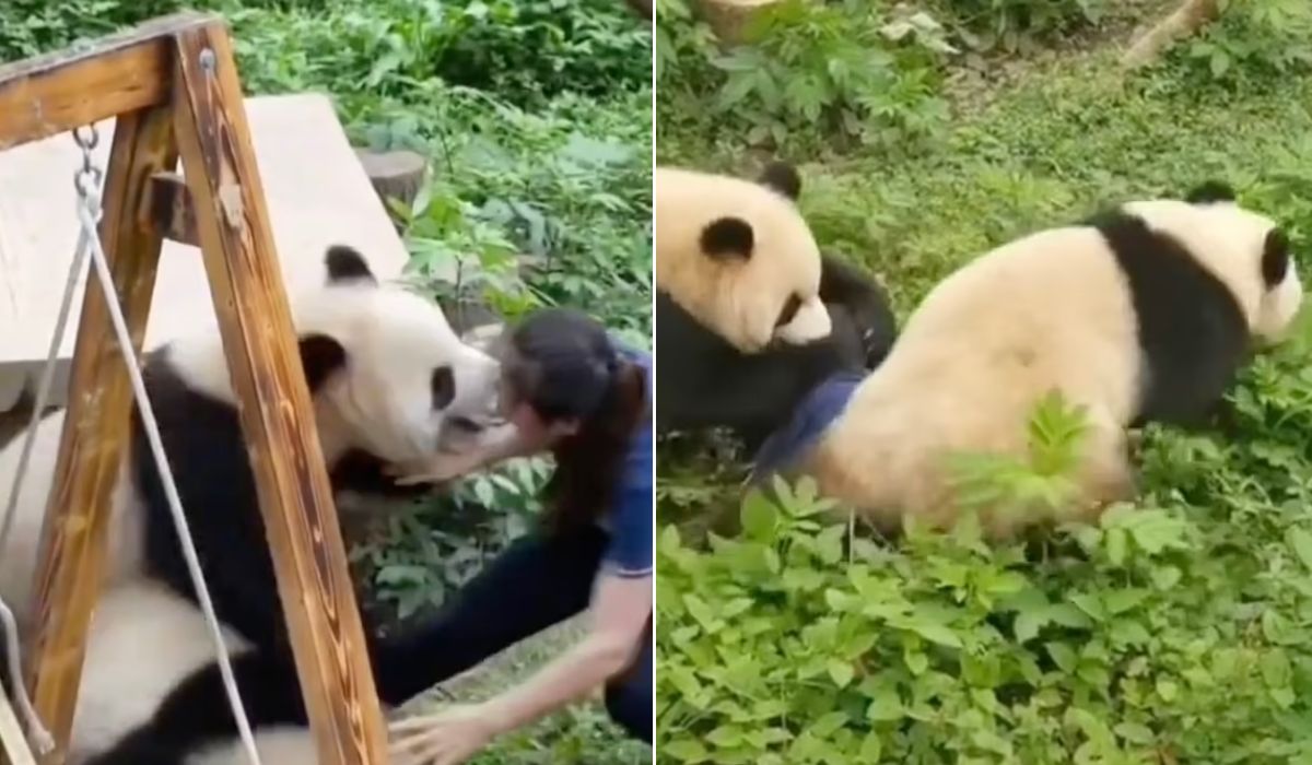 حمله ناگهانی دو پاندا به مربی باغ وحشی در چین 