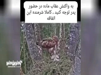 صحنه‌‌ای دردناک از یک عقاب بعد از گم شدن جوجه‌اش
