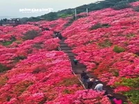 گل های آزالیا در کوه «لاک پشت» استان هو بی چین