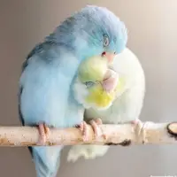عشق بین دو پرنده به روایت تصویر