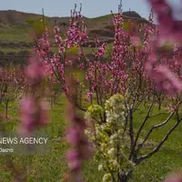 شکوفه‌های رنگارنگ بهاری در شهرستان کوثر