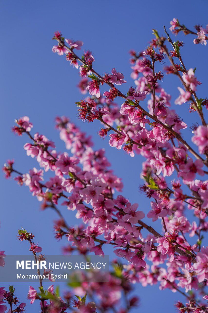 عکس/ شکوفه‌های بهاری شهرستان کوثر اردبیل