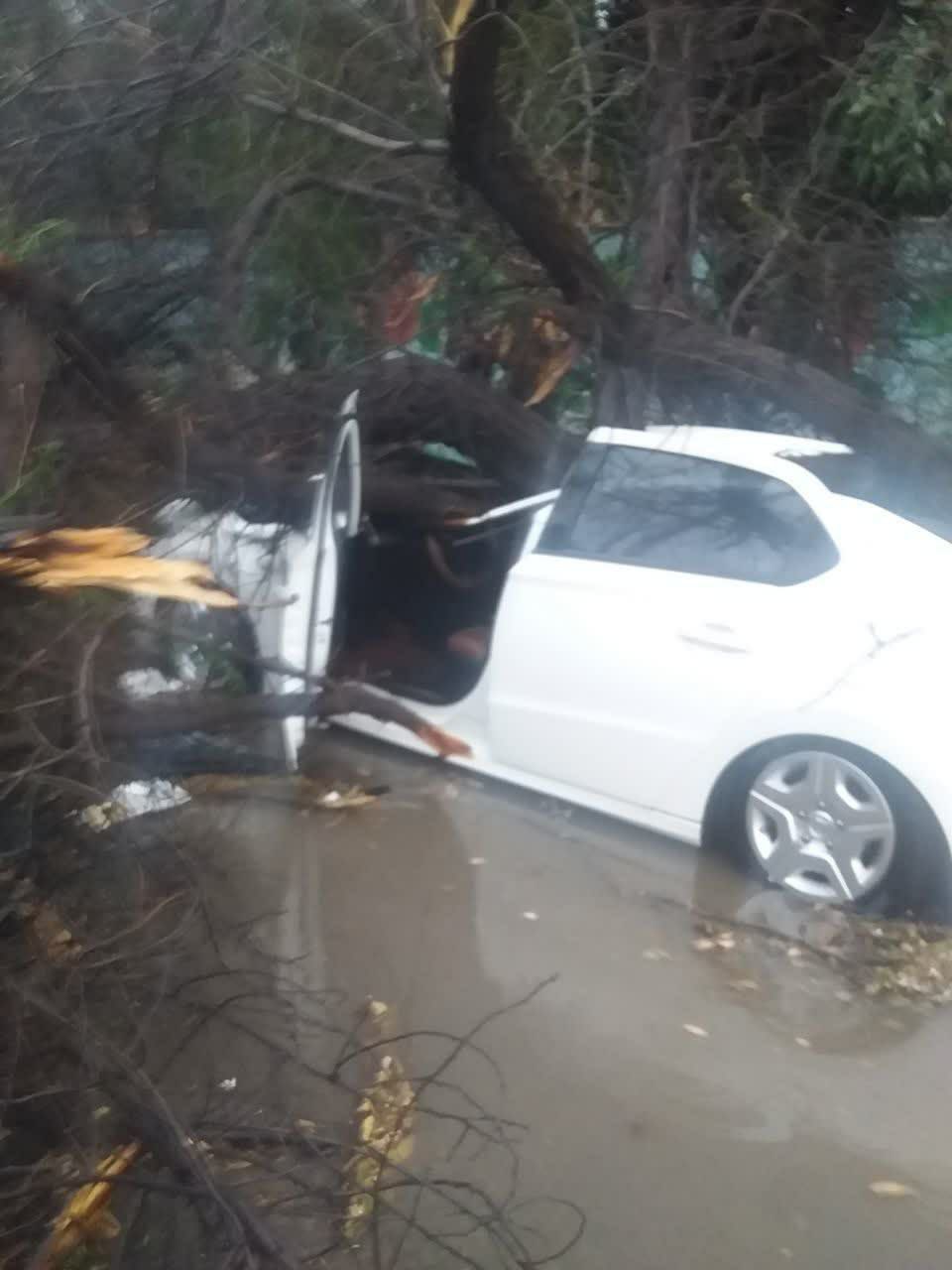 افتادن درخت روی ماشین تارا در منطقه امانیه روبه‌روی فرمانداری
