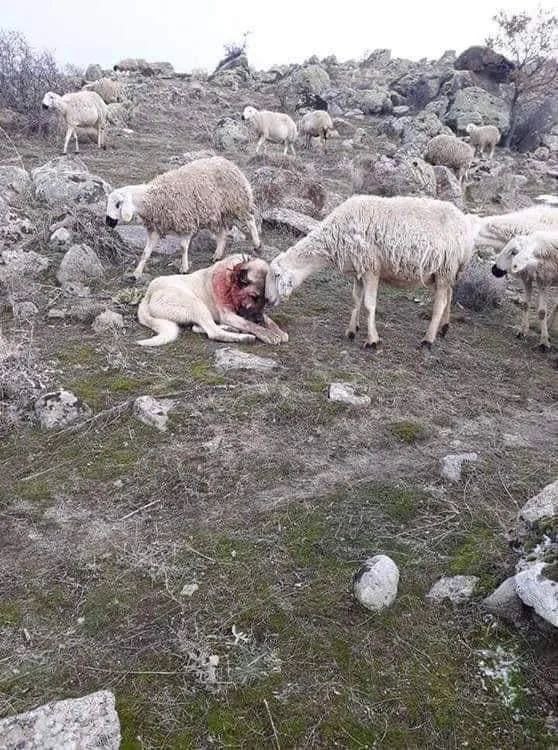 صحنه تاریخی که بین یک گوسفند و قهرمان زندگی‌اش خلق شد