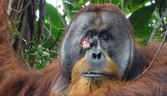 کشف رفتار جالب یک اورانگوتان در مواجهه با زخم