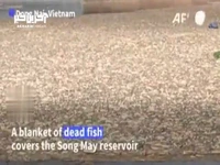 مرگ صدها هزار ماهی در ویتنام