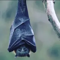 خفاش در زیر باران