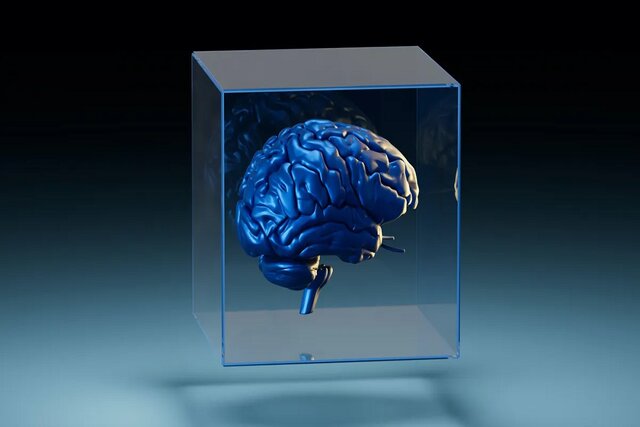 مغز انسان بزرگ‌تر می‌شود!