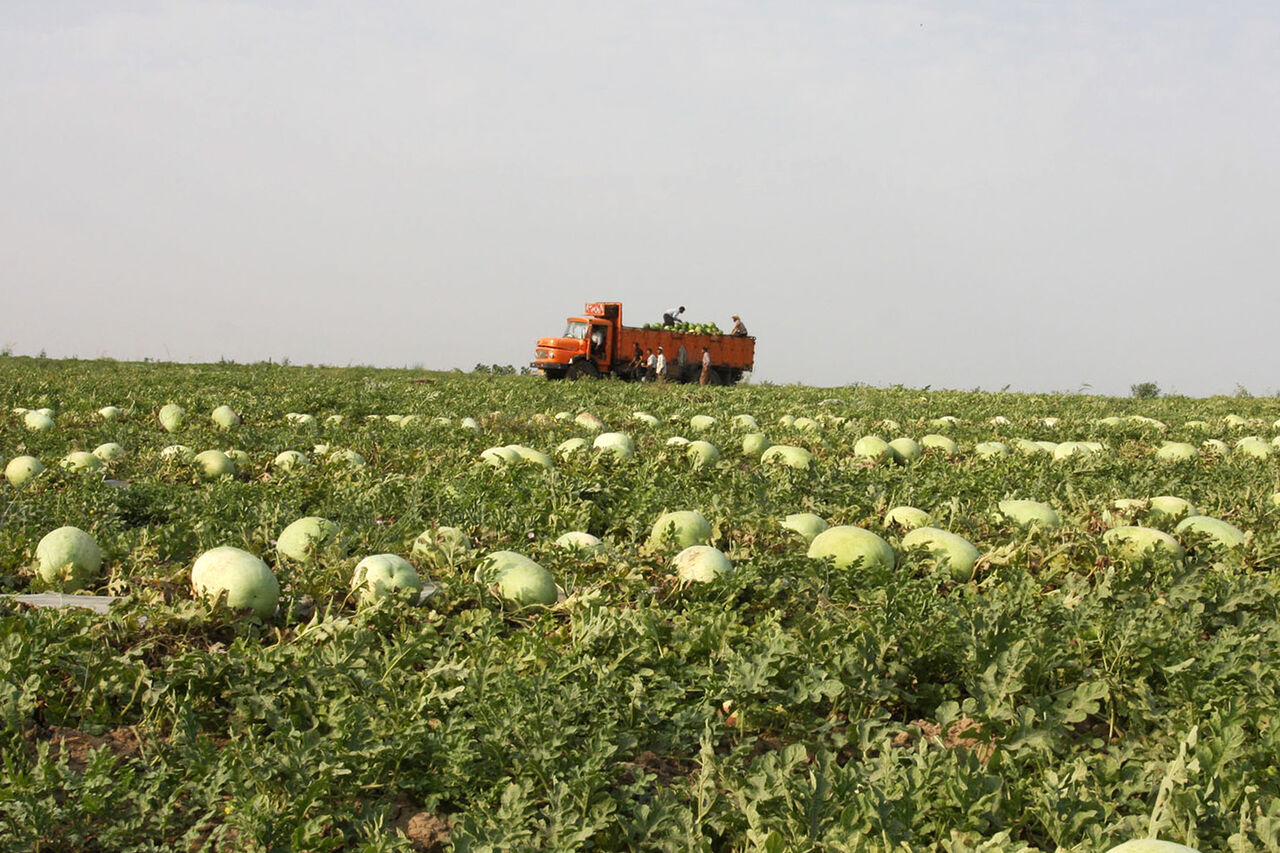 تولید سالانه 700هزار تُن محصولات باغی و زراعی در قیروکارزین فارس