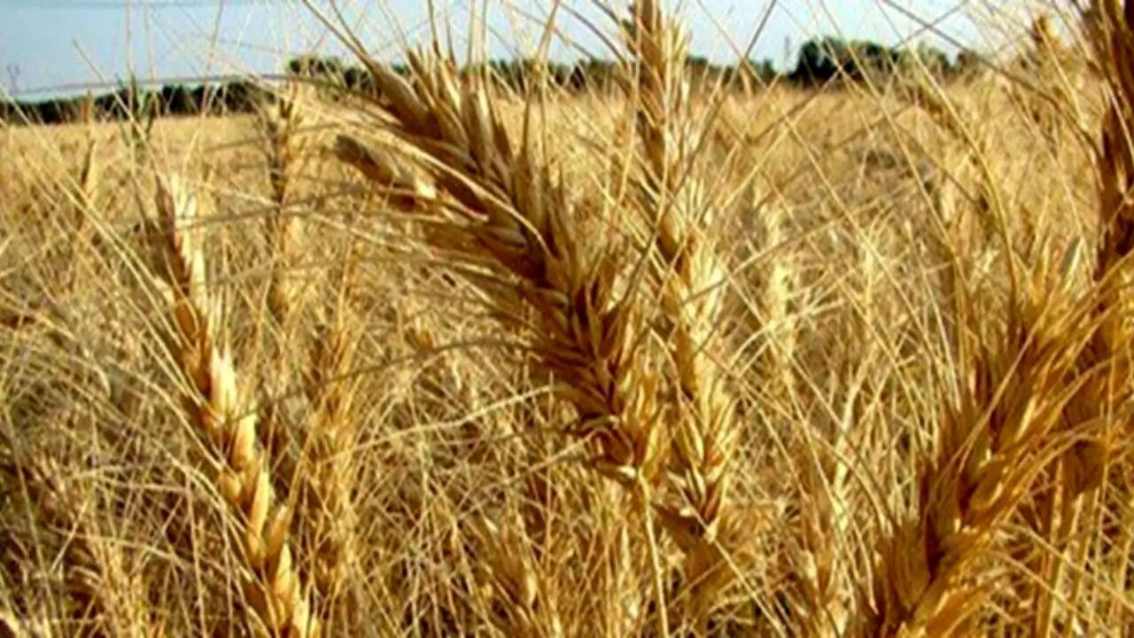 فرماندار خنج: خسارت به 2 هزار تن گندم صحت ندارد