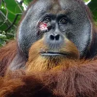 خوددرمانی اورانگوتان با طب گیاهی پس از زخمی شدن