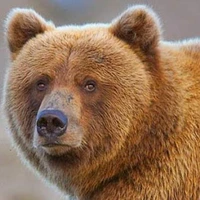 گشت و گذار خرس قهوه‌ای در پارک ملی گلستان