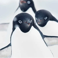 چرا پنگوئن‌ها تلو تلو می‌خورند؟