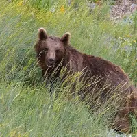 گشت و گذار خرس قهوه‌ای در پارک ملی گلستان