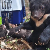 نجات ۱۶ توله خرس سیاه در خطر انقراض 