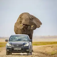 تکنیک یک مرد برای جلوگیری از حمله فیل