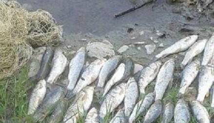 متخلفان صید ماهی در تور محیط‌بانان لرستان