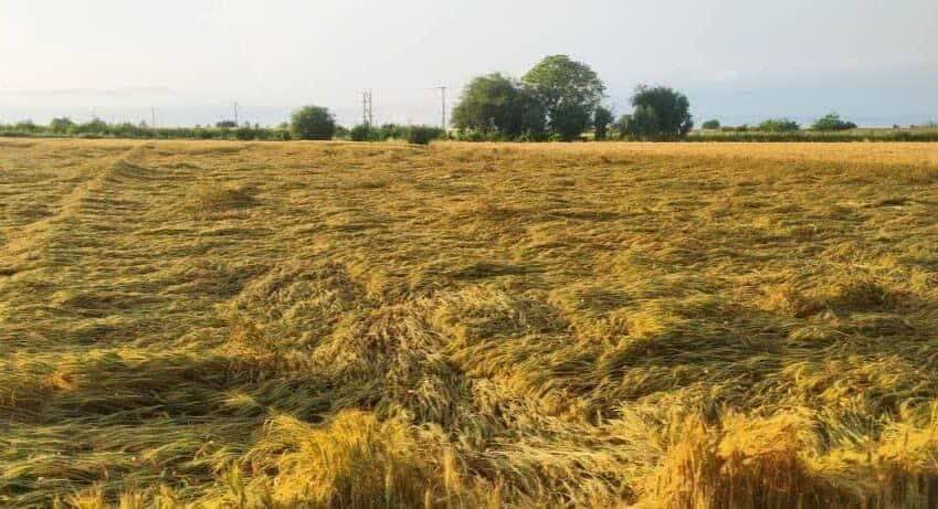 خسارت بارش‌های شدید به ۱۴۵ هزار هکتار از مزارع خوزستان
