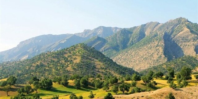 آفت جوانه‌خوار، تهدیدی برای جنگل‌های بلوط زاگرس