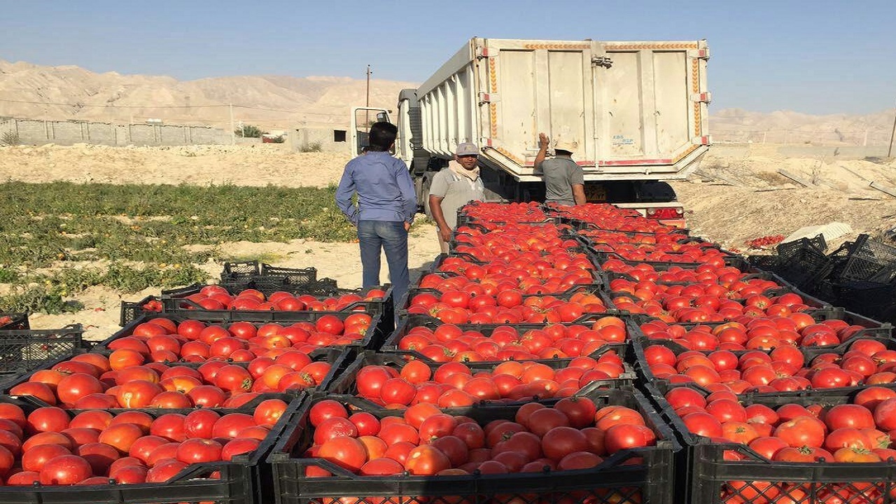 صادرات 270 هزار تن محصولات کشاورزی از کردستان