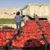 صادرات ۲۷۰ هزار تن محصولات کشاورزی از کردستان 