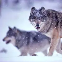 گوناگون/ 4 افسانه غیرواقعی درباره گرگ‌ها