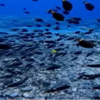 زیبایی از حرکات ماهی ها در اعماق آب 