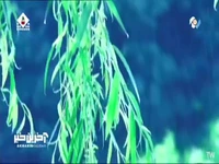 نماهنگ «نو بهار» با صدای محمد بابایی 