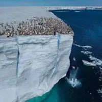 شیرجه جذاب پنگوئن های امپراطور از یخ  15 متری به داخل اقیانوس