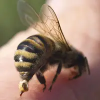  تهاجم زنبورها؛ برخورد ناگوار با طبیعت 