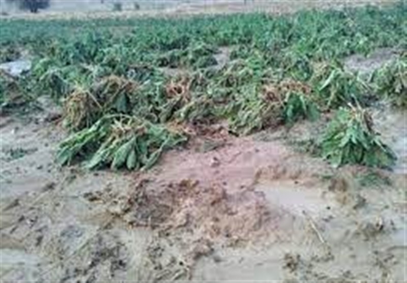 خسارت 39 میلیارد تومانی سیلاب به حوزه کشاورزی خراسان شمالی
