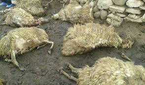 گرگ ۳۷ گوسفند روستای مرق و سادیان کاشان را تلف کرد