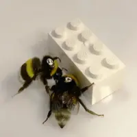 زنبورهایی که با همکاری هم لگو بازی می‌کنند