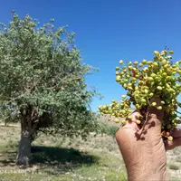 برداشت میوه نارس درخت بنه در ارسنجان ممنوع شد