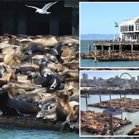 رکوردشکنی شیرهای دریایی در بندر سانفرانسیسکو 